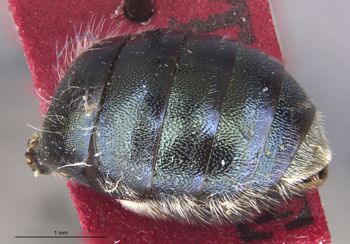 Media type: image;   Entomology 30092 Aspect: body parts